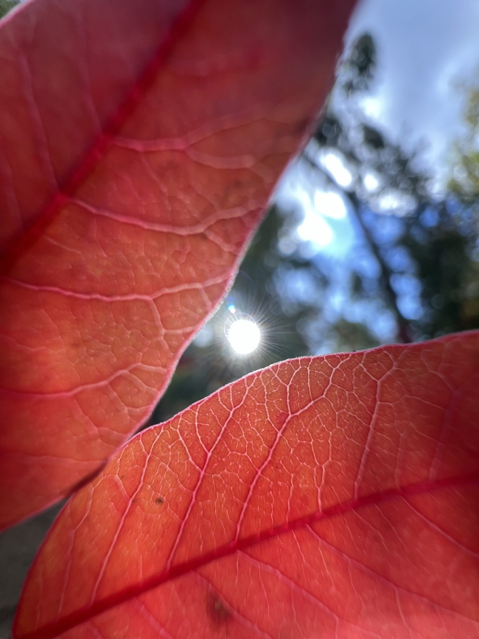 Fall Equinox Forest Bathing: Embracing Balance & Change