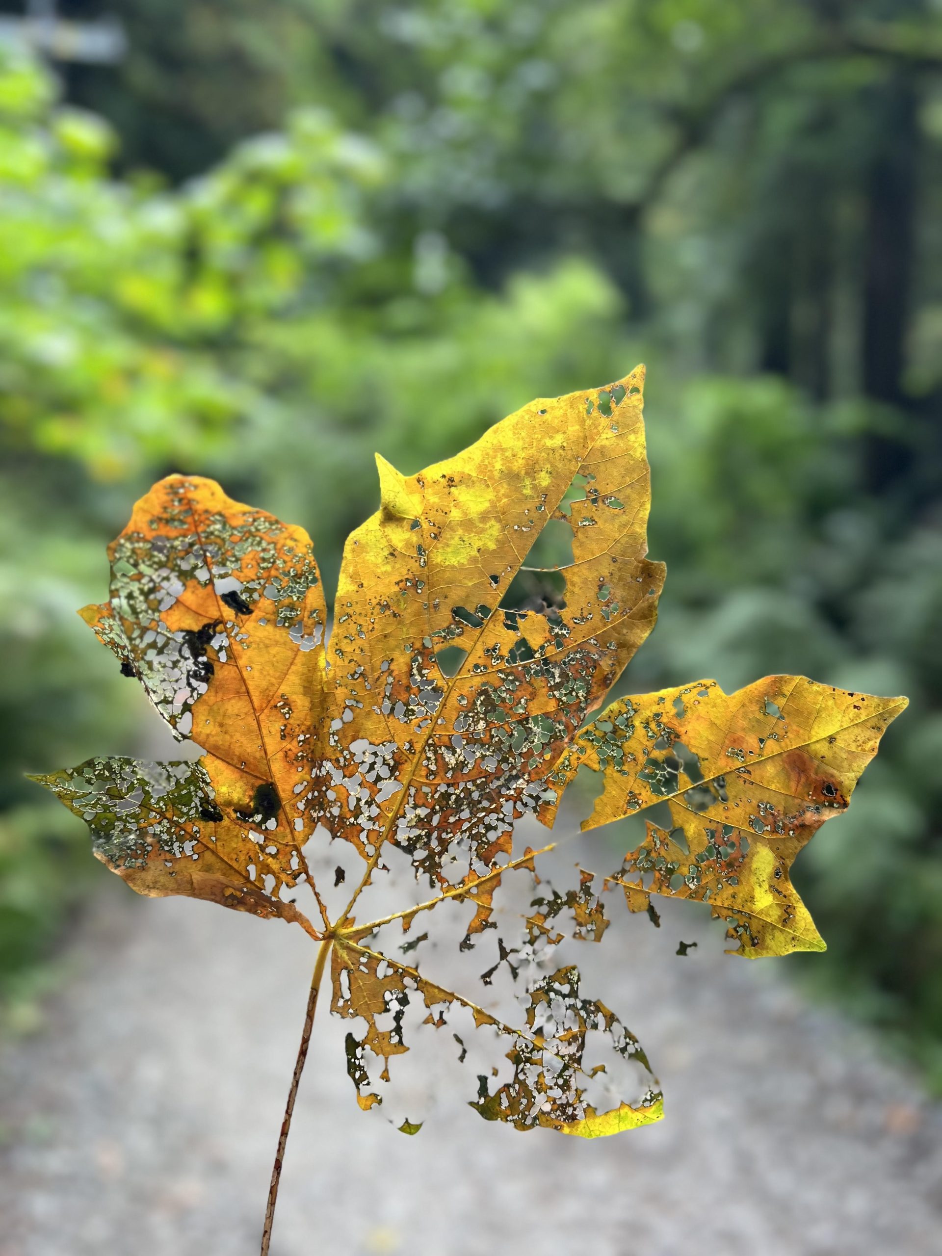 Grief Forest Bathing Walk: A Journey through Leaves and Loss